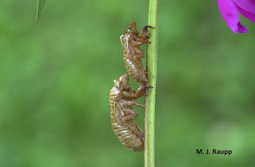 A pair of cicada exuviae hanging on a flower stem. (M.J. Raupp)