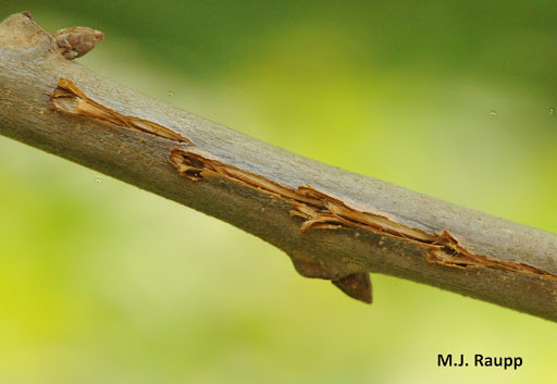 Damage made by a female cicada when laying eggs. (M.J. Raupp)