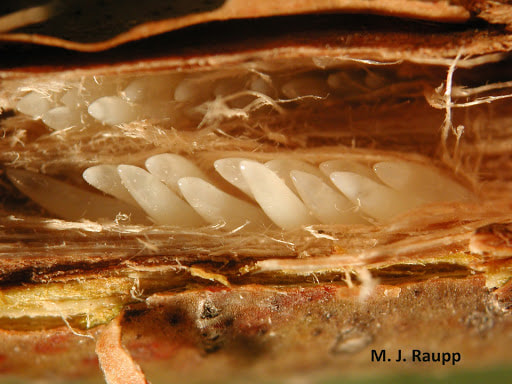 A closeup of a cicada egg nest. (M.J. Raupp)