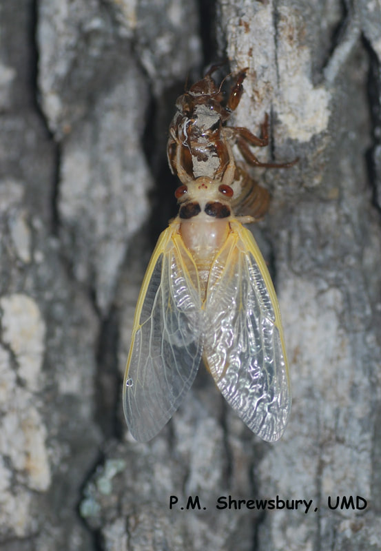 Freshly molted cicadas must hang their wings and spread them out to dry and harden before they can use them to fly. (P.M. Shrewsbury)