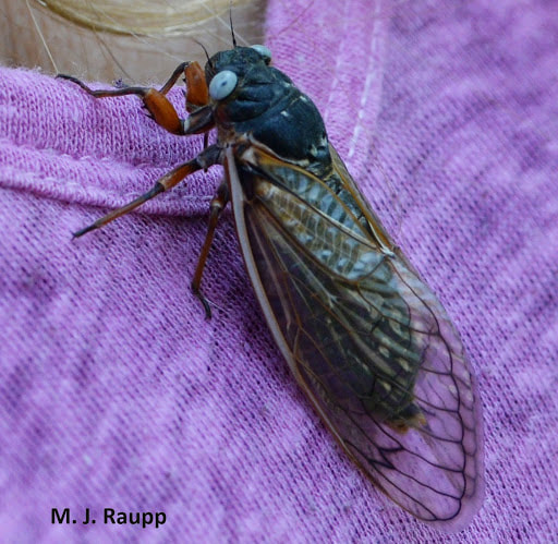 A periodical cicada with a mutation for blue eyes. (M.J. Raupp)