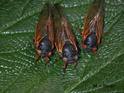 Though typically red, periodical cicadas can have many eye colors. (M.J. Raupp)