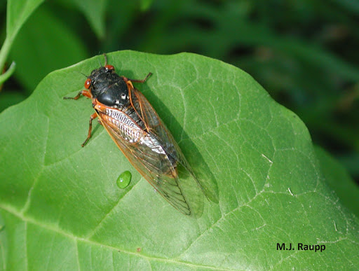 A periodical cicada sitting on a leaf. (M.J. Raupp)
