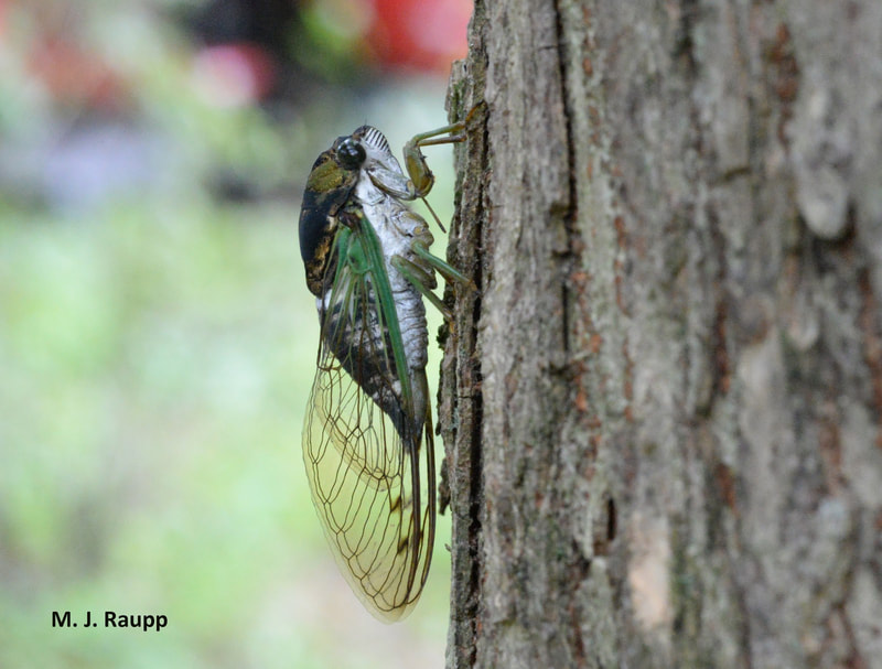 An annual cicada, also known as a dog-day cicada. They can be distinguished from periodical cicadas through their size and coloration. (M.J. Raupp)