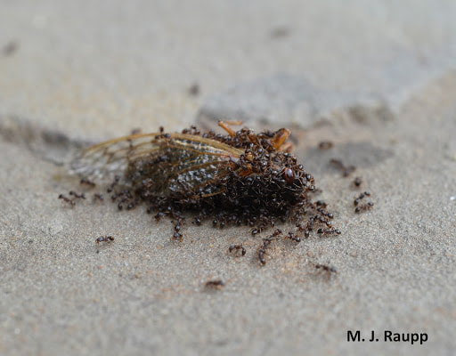 Ants feeding on a dead cicada. (M.J. Raupp)
