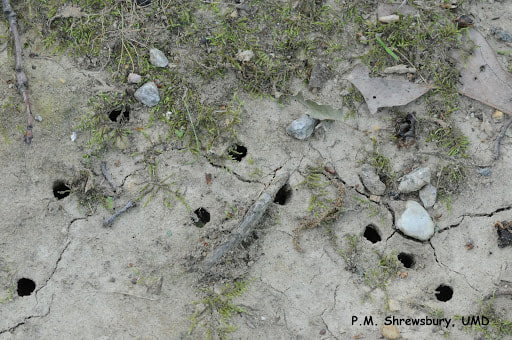 The emergence tunnels made by the cicadas help aerate the soil and improve plant health. (M.J. Raupp)