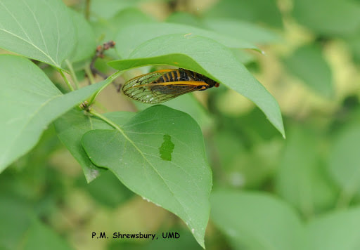 Cicadas excrete a watery and sugary substance called honeydew derived from their liquid diet. (P.M. Shrewsbury)