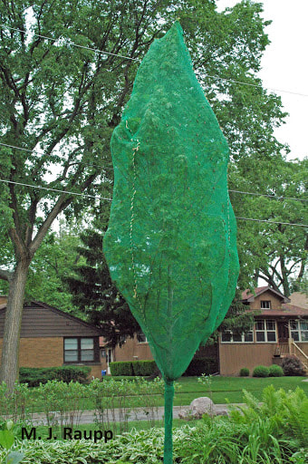 A young tree covered in netting to prevent damage from cicadas. (M.J. Raupp)