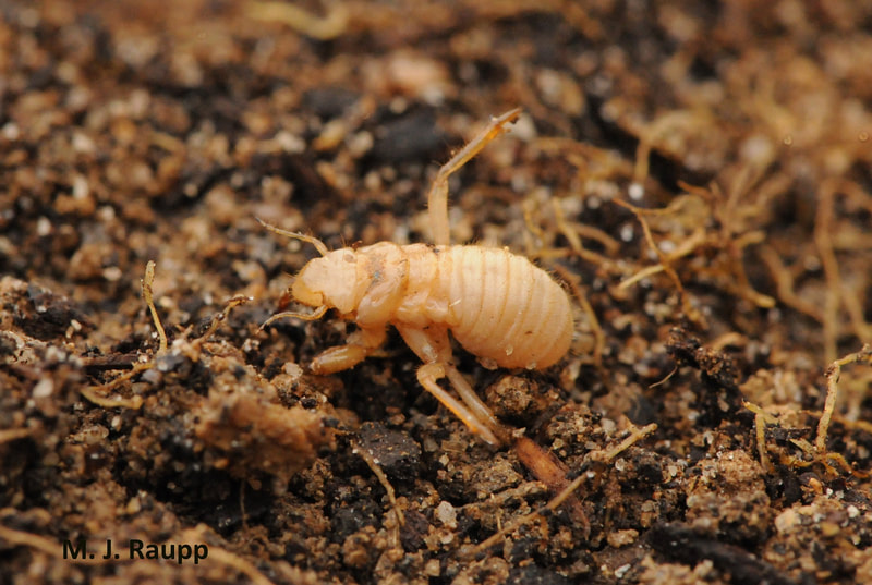 An immature cicada nymph. (M.J. Raupp)