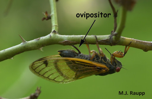 A female cicada cutting a narrow slit into a twig to lay their eggs. (M.J. Raupp)