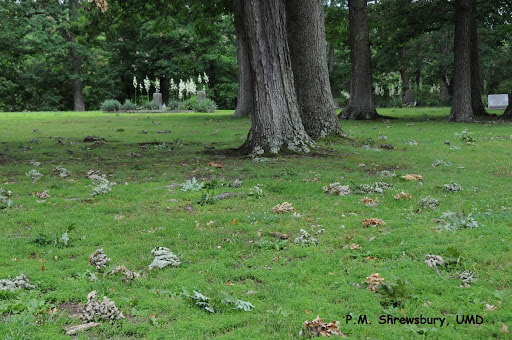 Branches damaged by cicadas that have fallen to the ground. (P.M. Shrewsbury)