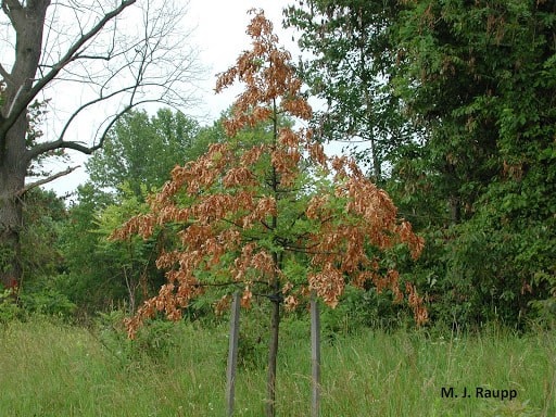 Dead branches on a small tree from cicada damage. Smaller, younger trees are more vulnerable to cicada damage. (M.J. Raupp)