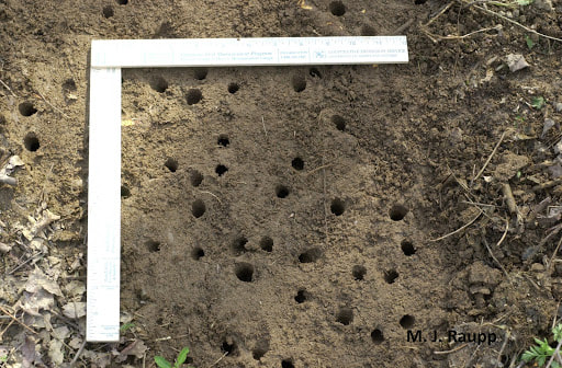 Cicada emergence holes over a square foot of ground. (M.J. Raupp)