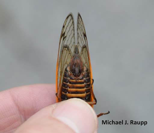Female cicada anatomy, ovipositor. (M.J. Raupp)