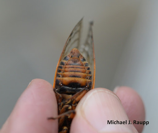 Male cicada anatomy. (M.J. Raupp)