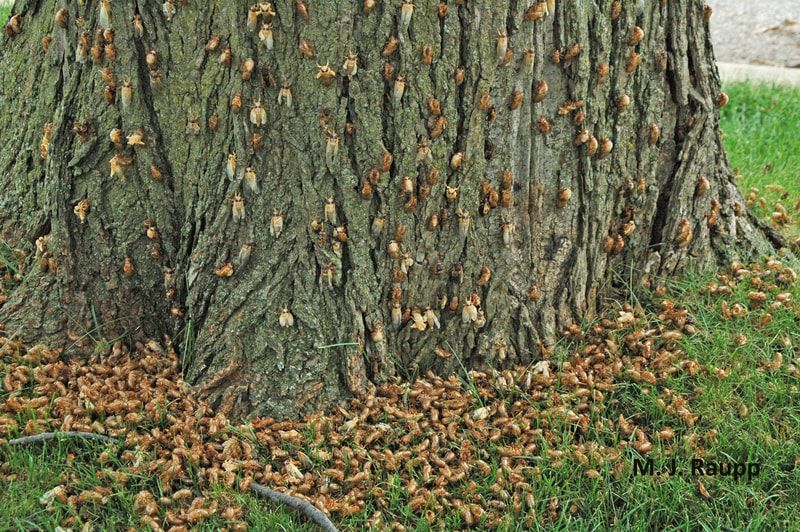 Hundreds of cicadas scaling a trunk to molt their exoskeletons. (M.J. Raupp)