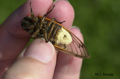 A cicada infected with Massospora fungus. The fungus is one of the major causes of mortality for cicadas. (M.J. Raupp)
