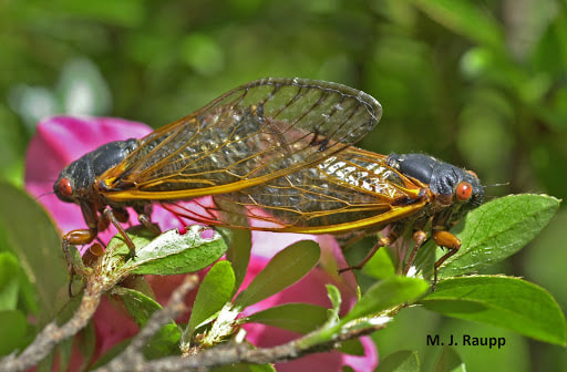 A pair of adult cicadas mating. (M.J. Raupp)