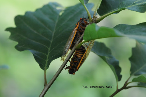 A pair of adult cicadas mating. (P.M. Shrewsbury)