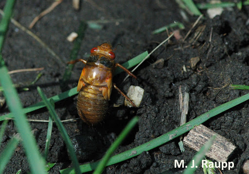 A mature cicada nymph emerges from its hole after more than a decade underground. (M.J. Raupp)