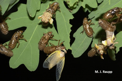 Molting is a dangerous task for a cicada, they can get stuck squeezing themselves out of their old skin, and while they wait for their new cuticle and wings to harden, they are very vulnerable. (M.J. Raupp)
