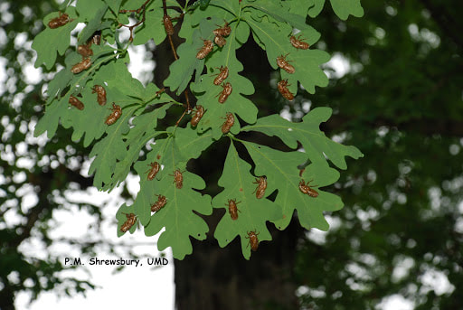 The shed skin, or exuvia, of many periodical cicadas hanging on an oak tree. (P.M. Shrewsbury)