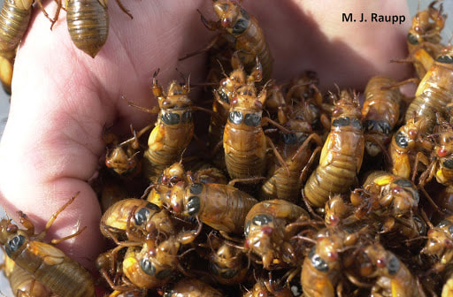 A handful of freshly emerged cicada nymphs. They must emerge in enormous numbers to overcome predators. (M.J. Raupp)