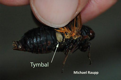 Male cicadas use “tymbals” behind their wings to sing to females and find a mate. (M.J. Raupp)